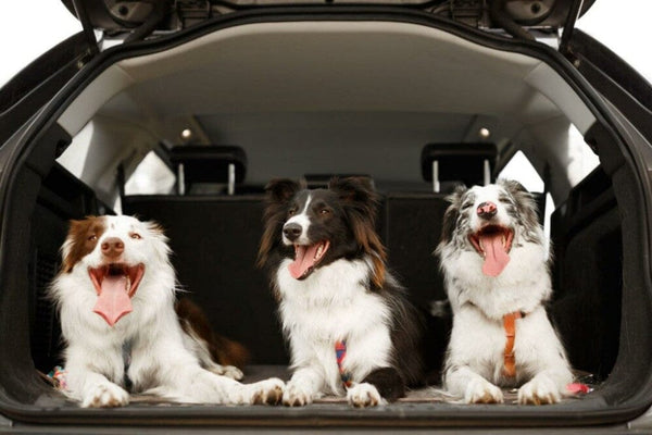 How to Get Dog Hair Out of Car Carpet Without Going Nuts