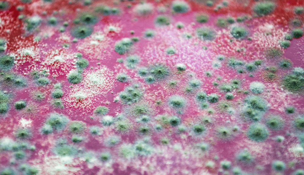 How to Get Mildew Smell Out of a Car The Ultimate Breakdown