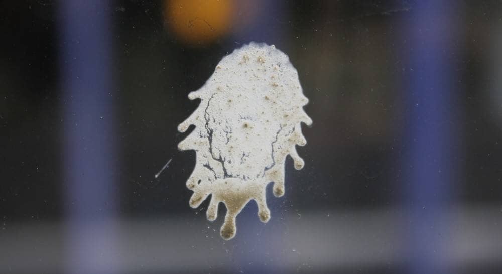 How to Remove Bird Poop On Car The SAFEST Methods 🐦
