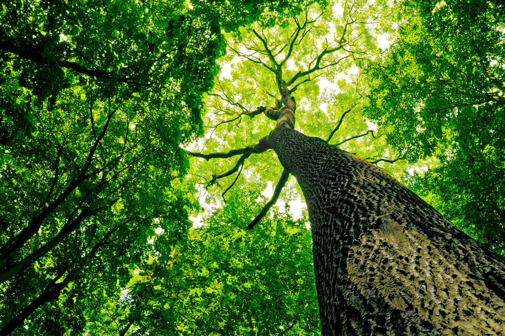 🌲💦 How To Remove Tree Sap From Your Car Safely... Without Damaging The