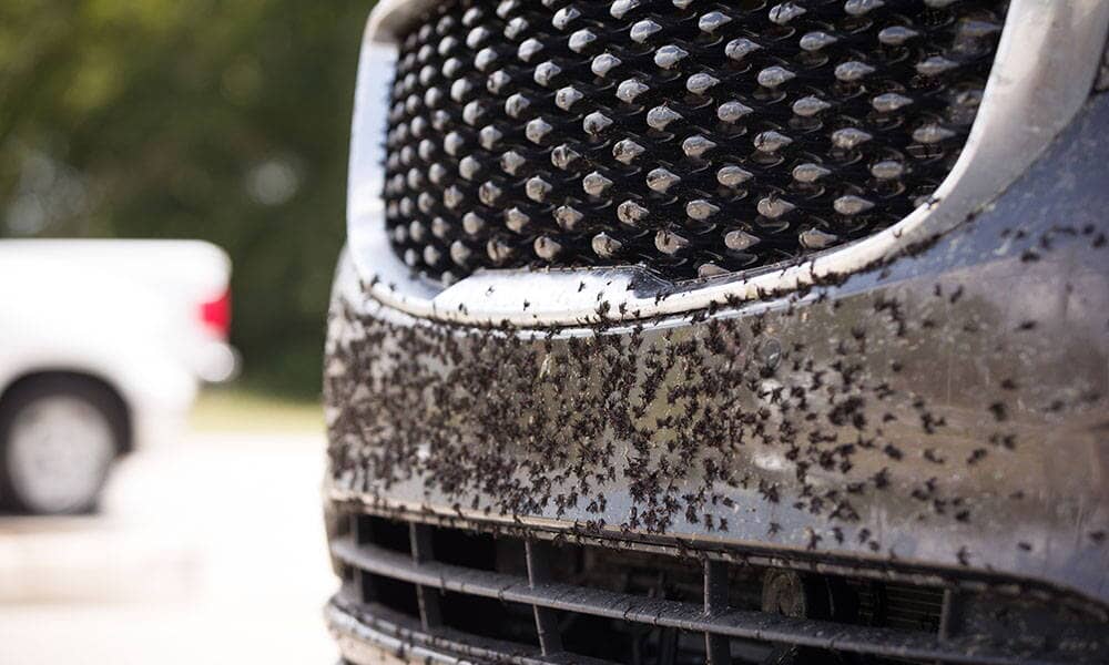 It Bugs Us Too! Removing Bugs From Car Paint With Ease