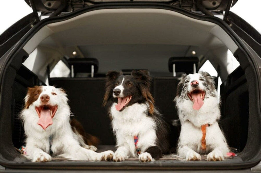 How To Get Dog Hair Out Of Car Carpet
