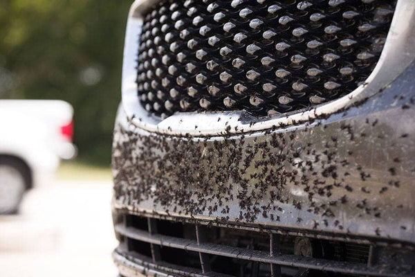 It Bugs Us Too! - Removing Bugs From Car Paint With Ease